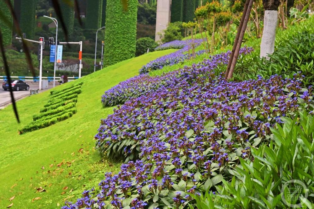 山城又添新“花样” 重庆城市绿化首次种植喜花草
